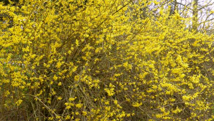 Psychologische Praxis Lebenshilfe Fr&uuml;hlingserwachen